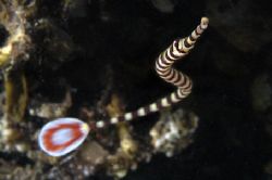Banded pipefish. Mile Bay, PNG D-100 by Andy Lerner 